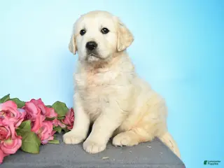 Golden Retriever dogs for sale: Dawn - Ad 3