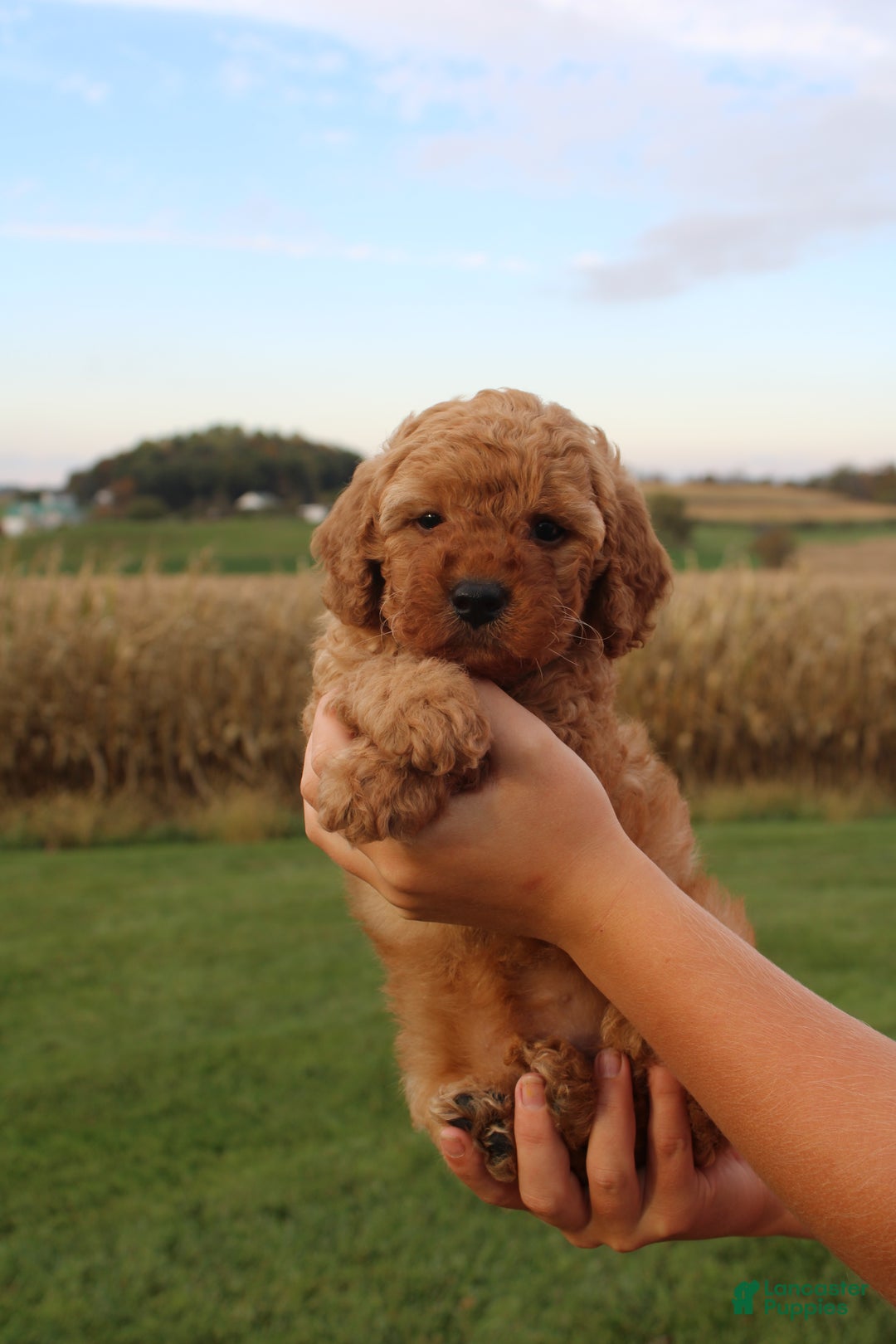 Cavapoo dogs for sale: Ralph  - Ad 9