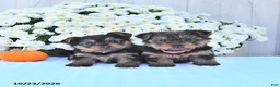 Yorkshire Terrier dogs for sale: Sophia - Ad 5