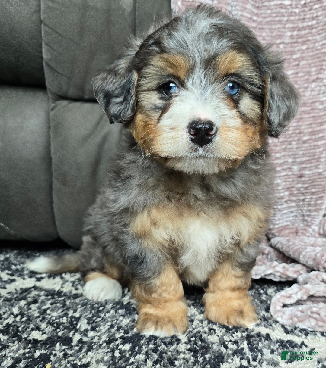Mini Bernedoodle dogs for sale: Mini Watts - Ad 46