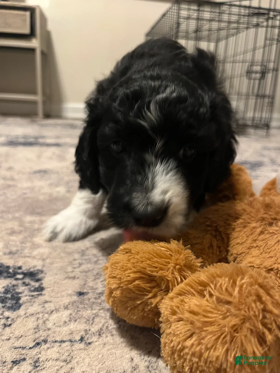 Aussiedoodle dogs for sale: Socks  - Ad 6