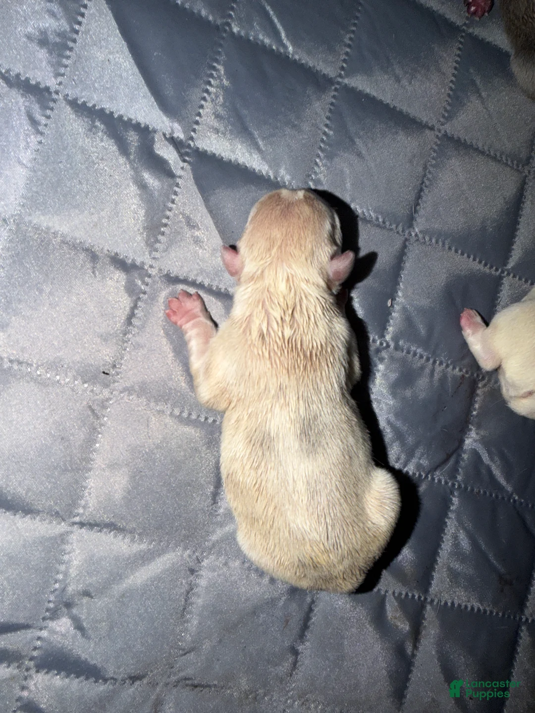 French Bulldog dogs for sale: French Bulldog 6 - Ad 1