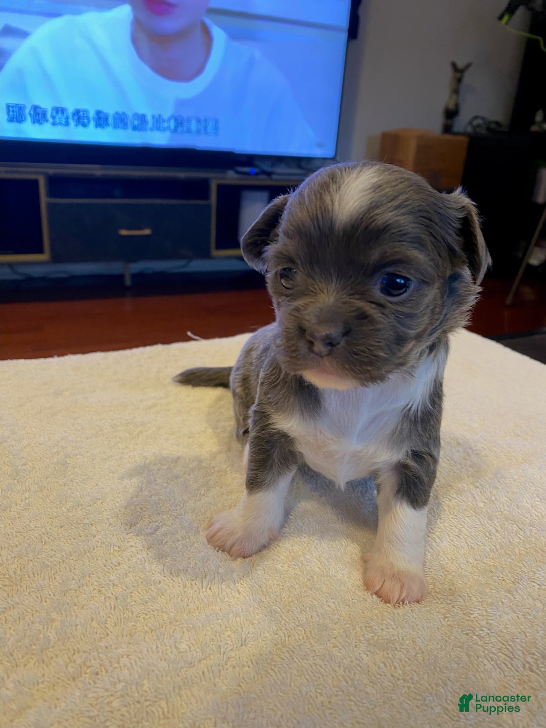 Chihuahua dogs for sale: Sesame - Ad 1