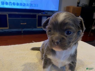 Chihuahua dogs Sesame - Ad 4