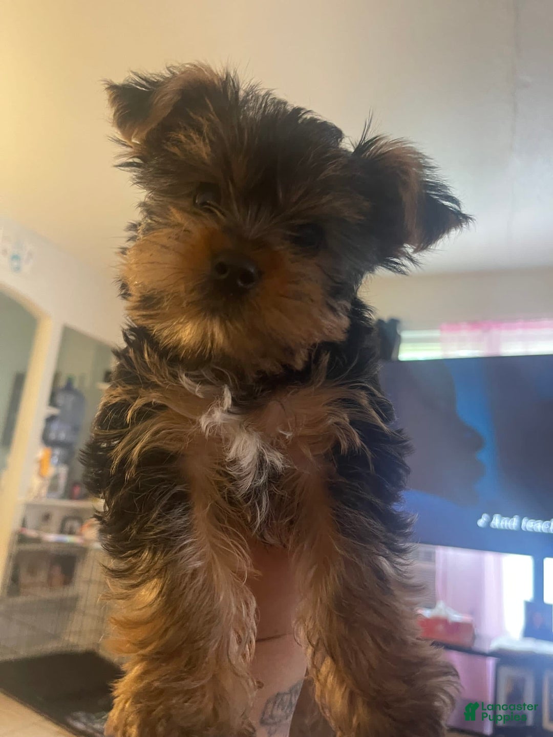 Gallery Image {{count}}