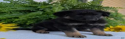 German Shepherd dogs for sale: Dani - Ad 7