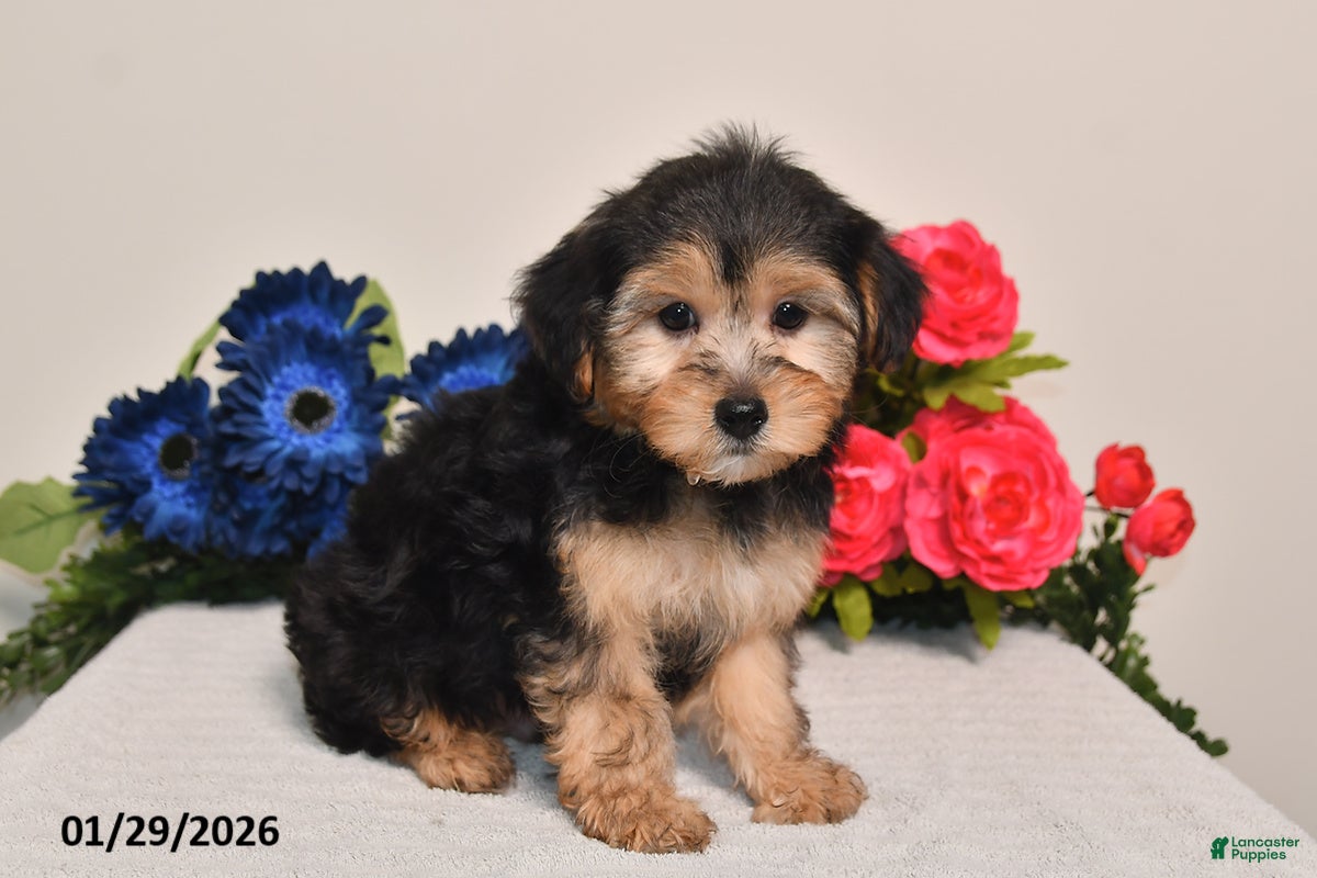 Yorkiepoo dogs Carson - Ad 23
