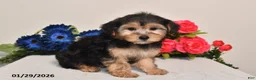 Yorkiepoo dogs for sale: Carson - Ad 1