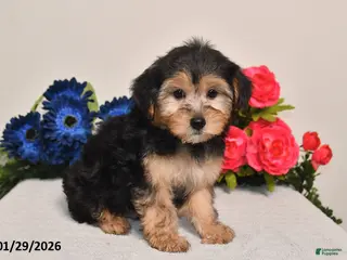 Yorkiepoo dogs Carson - Ad 23