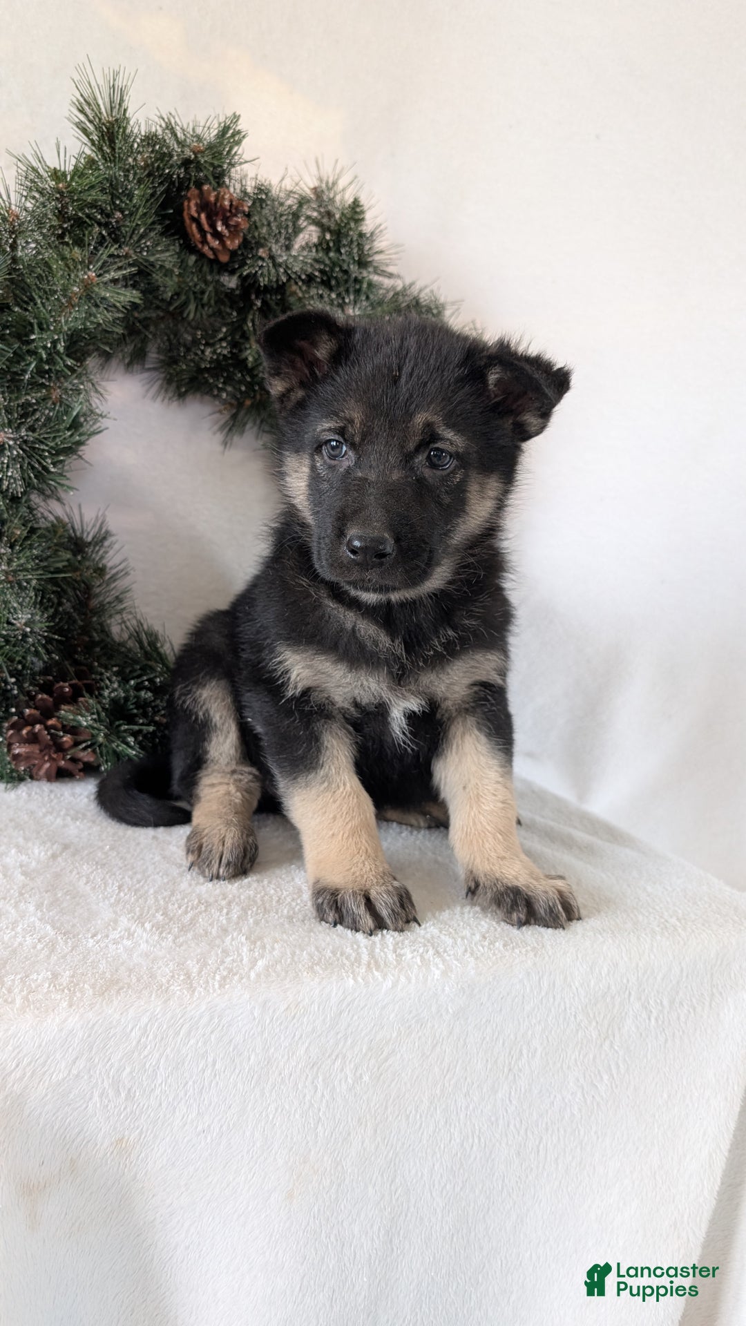 German Shepherd dogs for sale: Tommy  - Ad 3