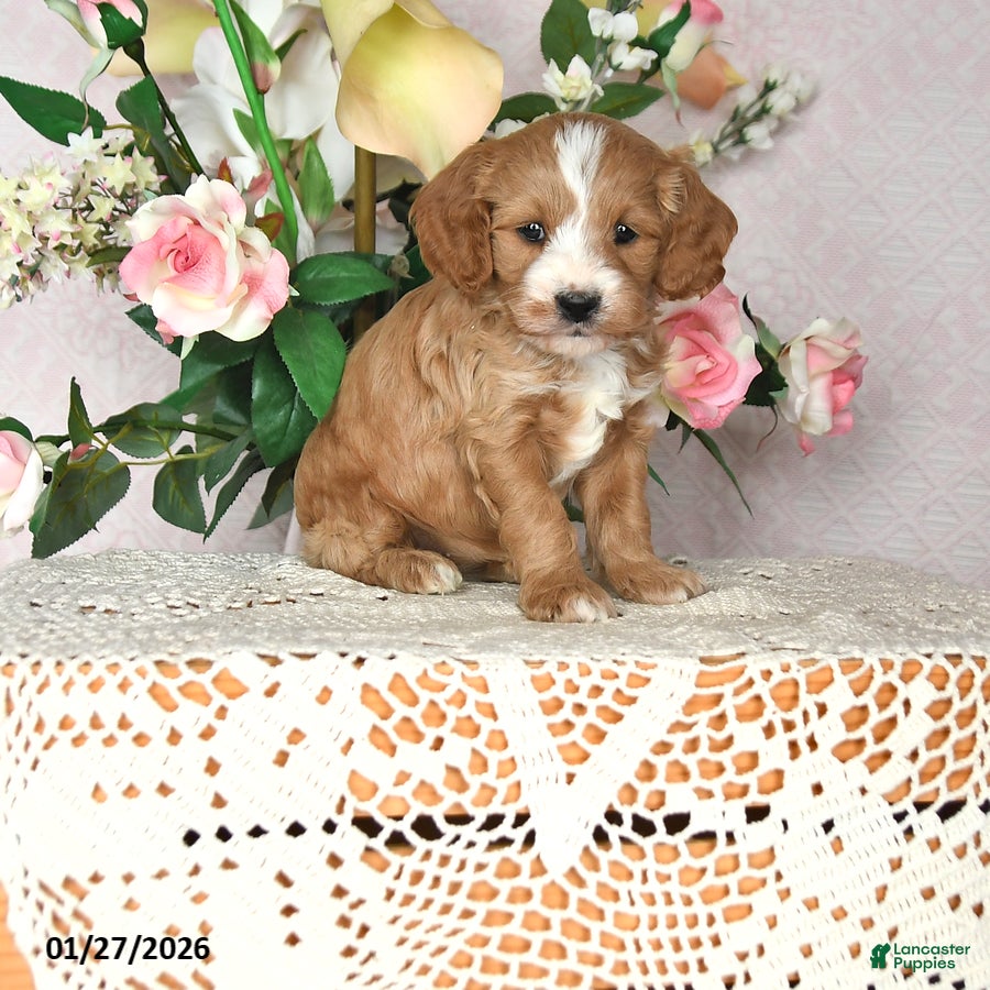 Cavapoo dogs Jewel - Ad 33