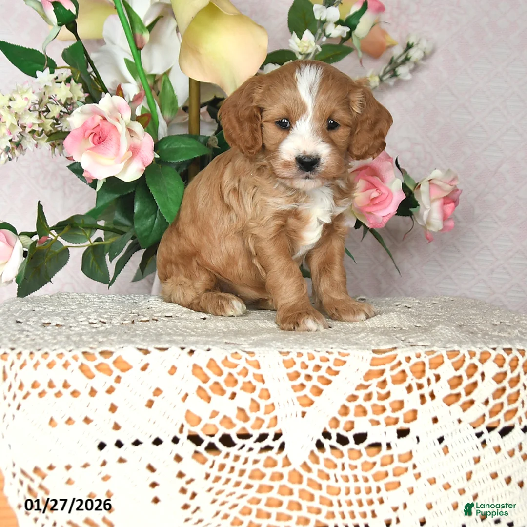Cavapoo dogs for sale: Jewel - Ad 1