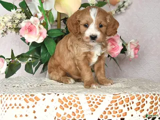 Cavapoo dogs Jewel - Ad 6