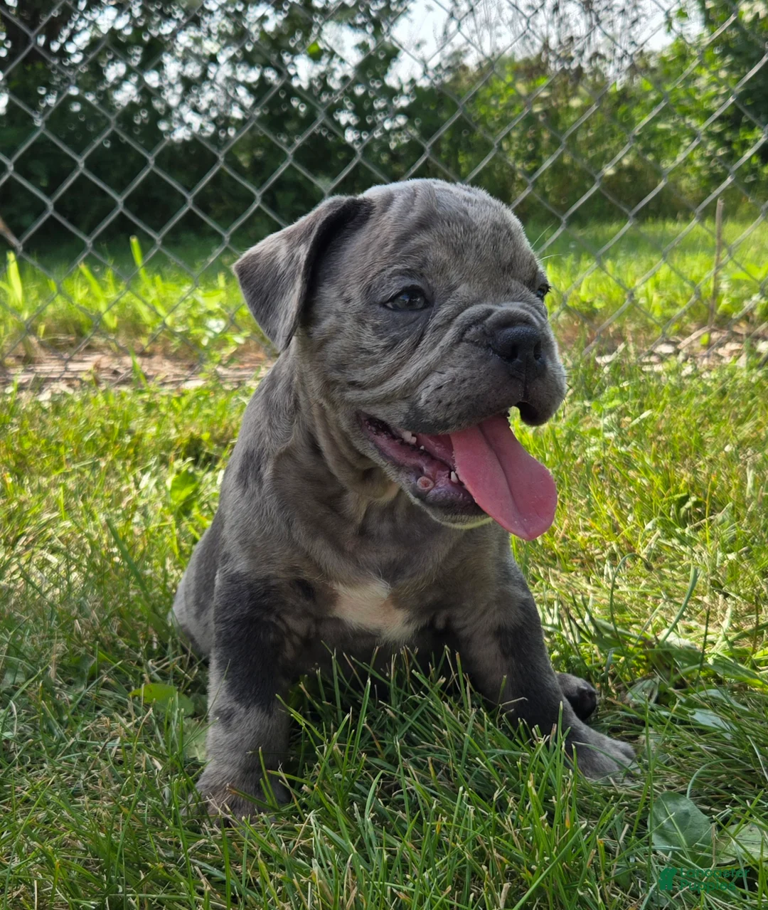 Olde English Bulldogge dogs for sale: Zuma - Ad 2