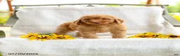 Mini Goldendoodle dogs for sale: Joy - Ad 6