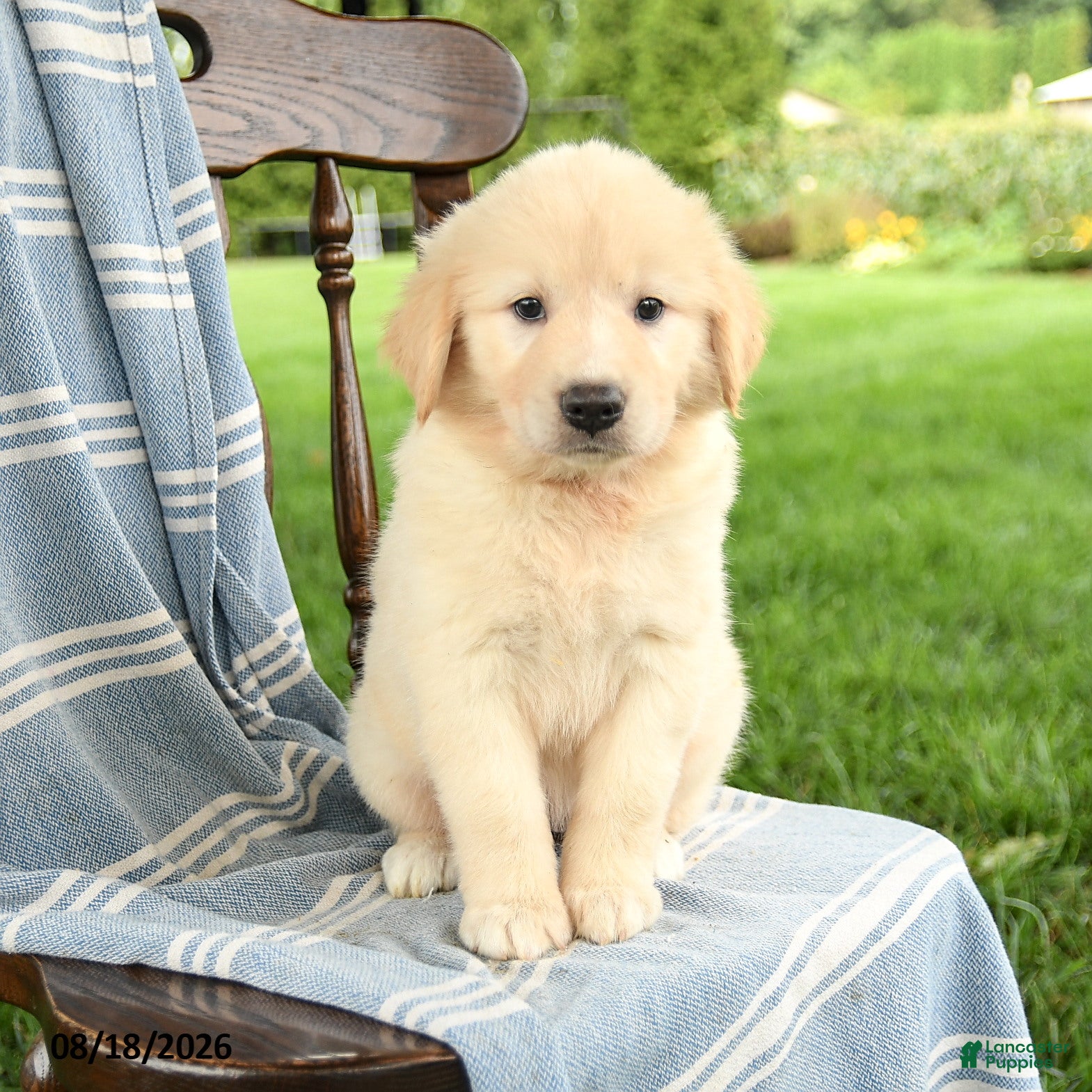 Mixed Breed dogs Carly - Ad 1