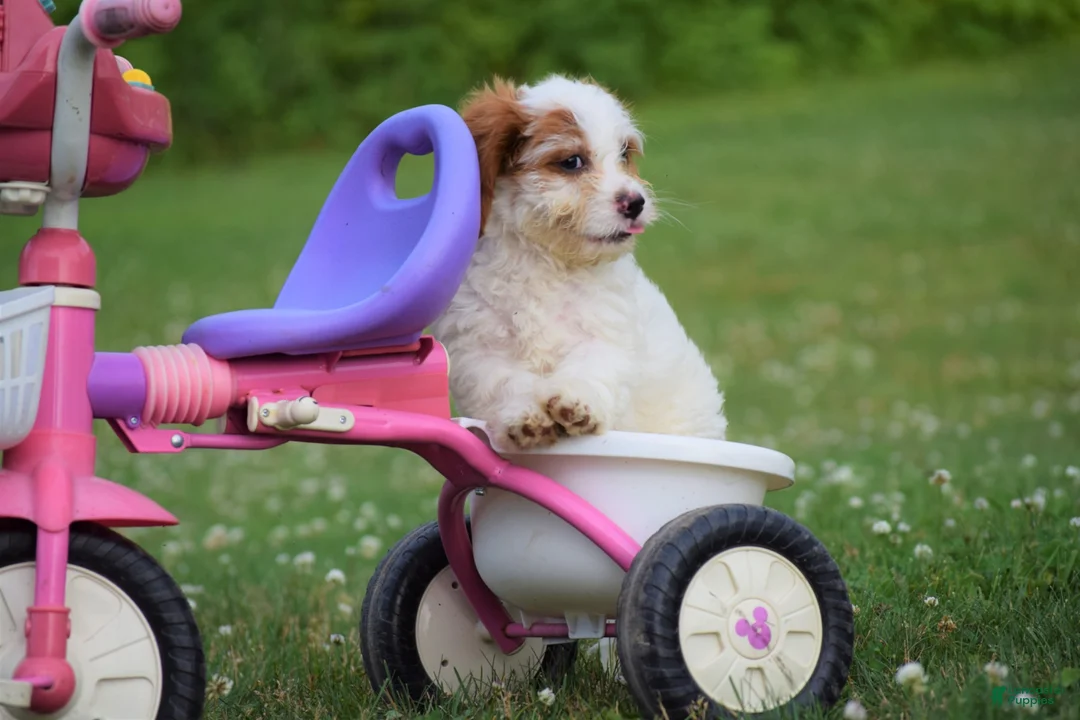 Cavapoo dogs for sale: Elsa - Ad 2