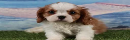 Cavalier King Charles Spaniel dogs for sale: Simon - Ad 5
