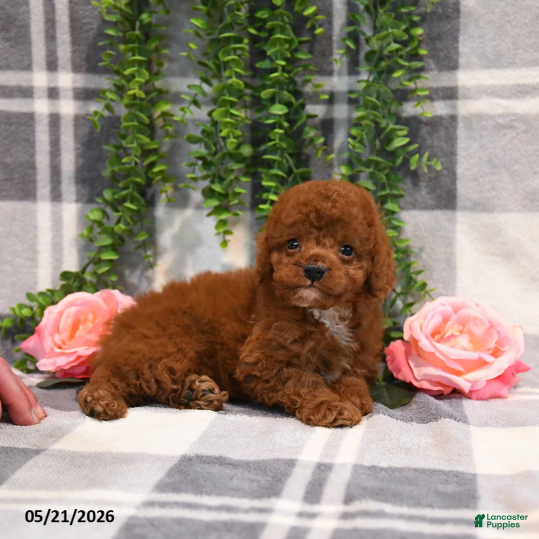 Cockapoo dogs for sale: Kaylyn - Ad 5