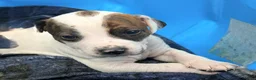 Mixed Breed dogs for sale: Patches  - Ad 4
