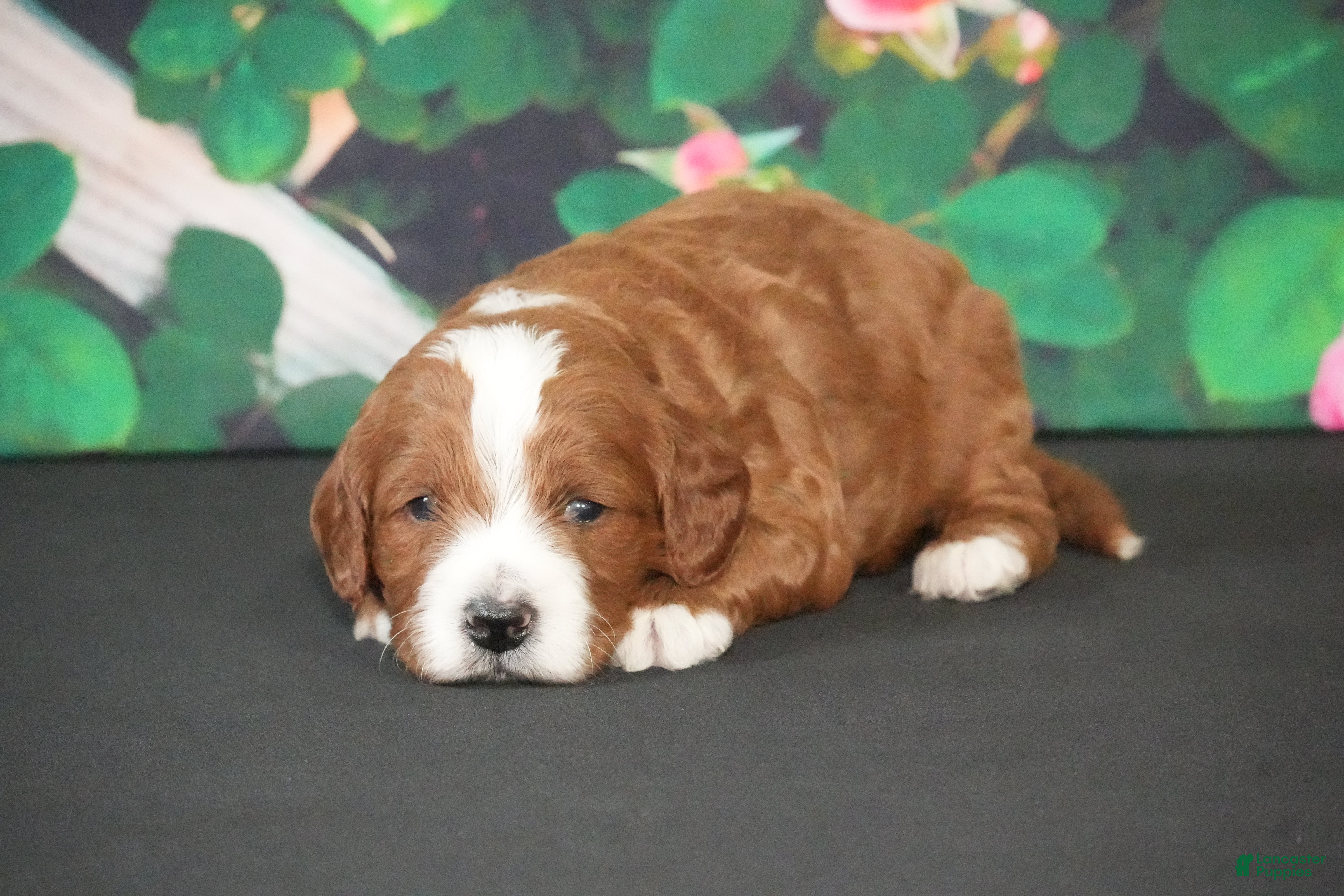 Cavapoo dogs for sale: Janko - Ad 3