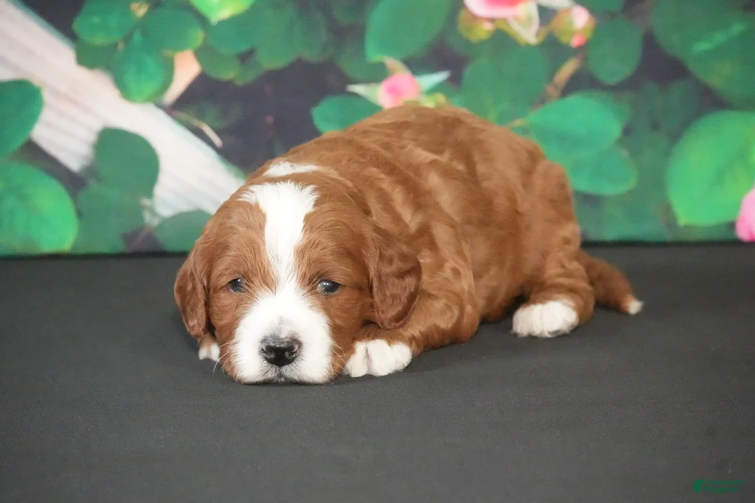 Cavapoo dogs for sale: Janko - Ad 1