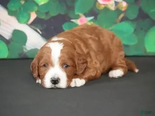 Cavapoo dogs Janko - Ad 8