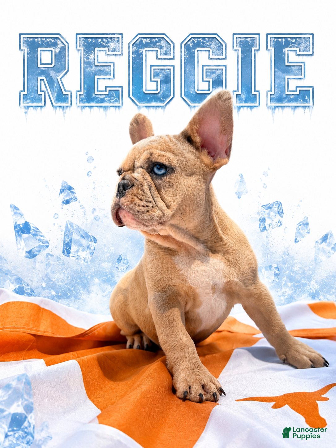 French Bulldog dogs Reggie - Ad 38