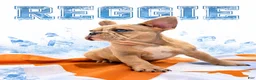 French Bulldog dogs for sale: Reggie - Ad 1
