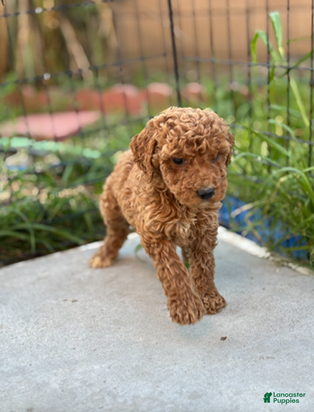 Standard Poodle dogs for sale: Bella - Ad 5
