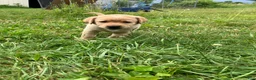 Labrador Retriever dogs for sale: Glory - Ad 5