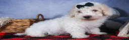 Bichpoo dogs for sale: Carmel - Ad 6