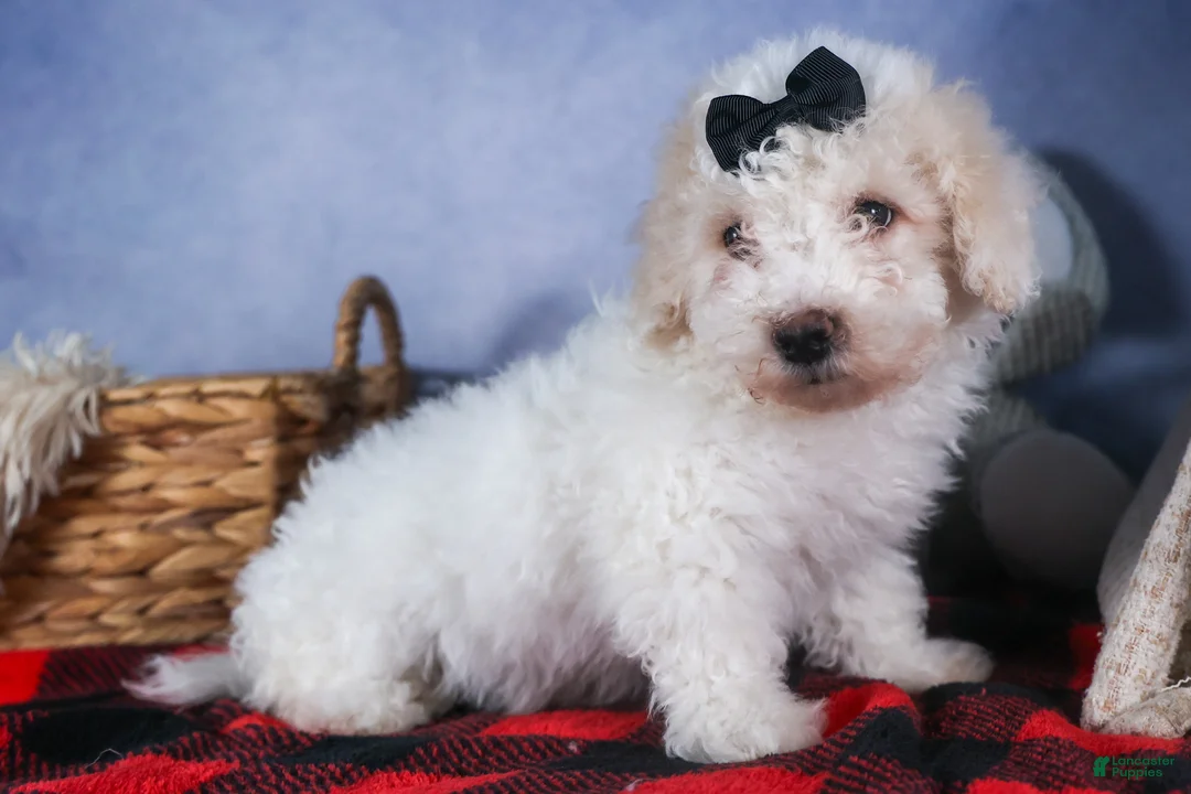 Bichpoo dogs for sale: Carmel - Ad 6
