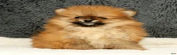 Pomeranian dogs for sale: Cinnamon - Ad 5