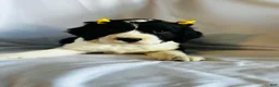 English Springer Spaniel dogs for sale: English Springer Spaniel 3 - Ad 1
