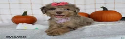 Mini Aussiedoodle dogs for sale: Brandi - Ad 4