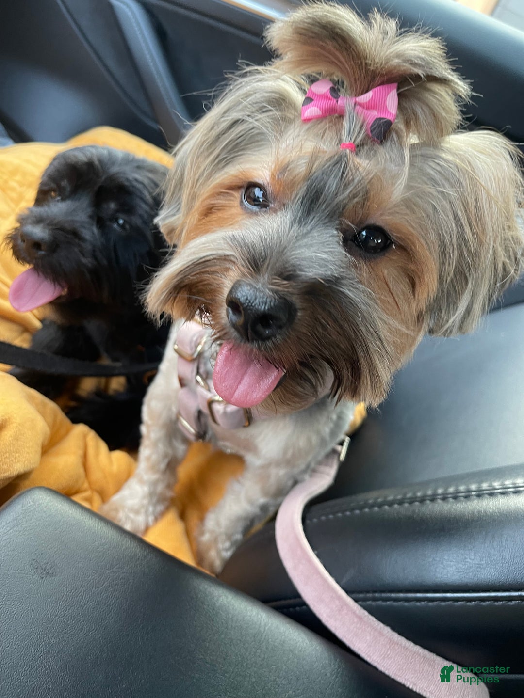 Yorkshire Terrier dogs for sale: Pooh - Ad 7