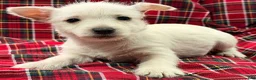 West Highland Terrier dogs for sale: Makayla - Ad 4
