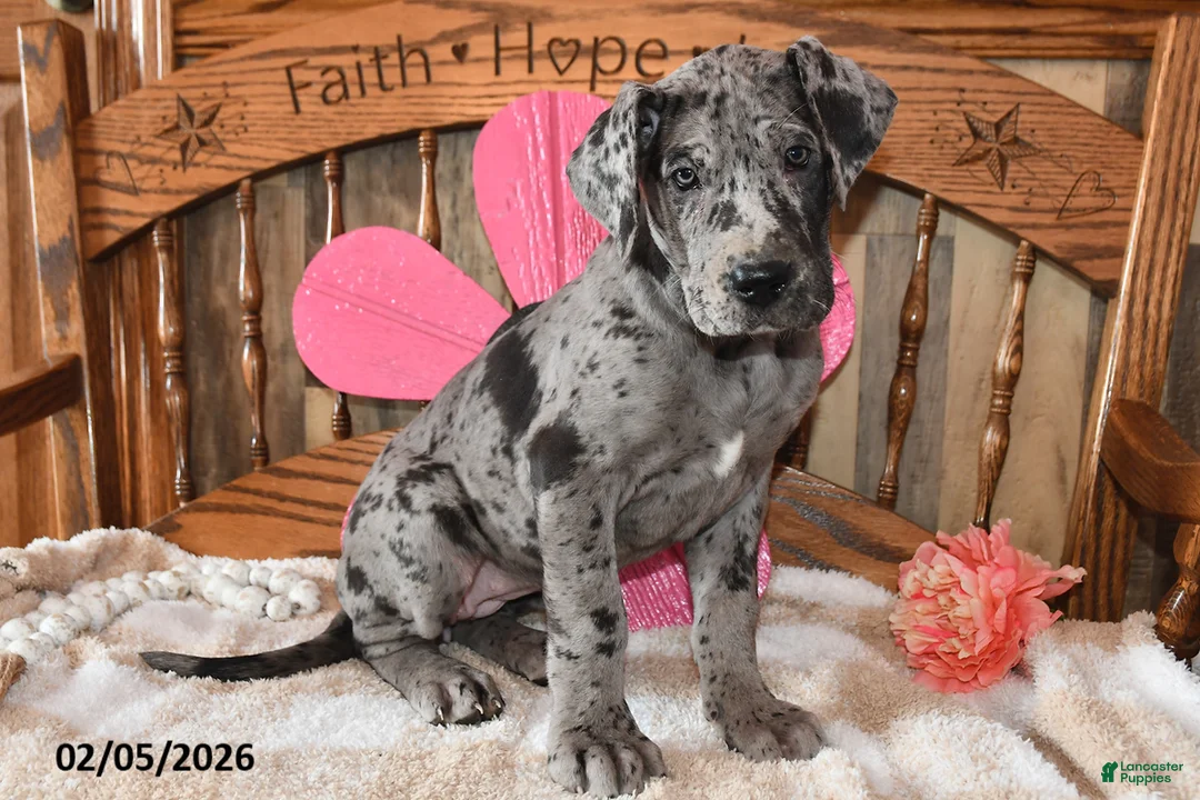 Great Dane dogs for sale: Snazzy - Ad 4