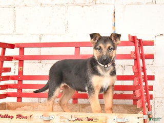 German Shepherd dogs Wendy - Ad 25