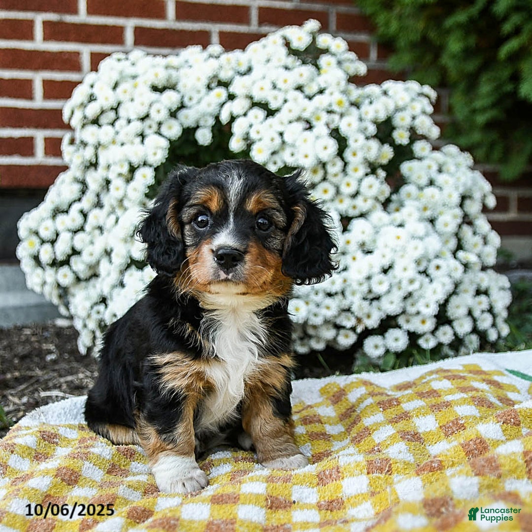 Mixed Breed dogs for sale: Vivian - Ad 3