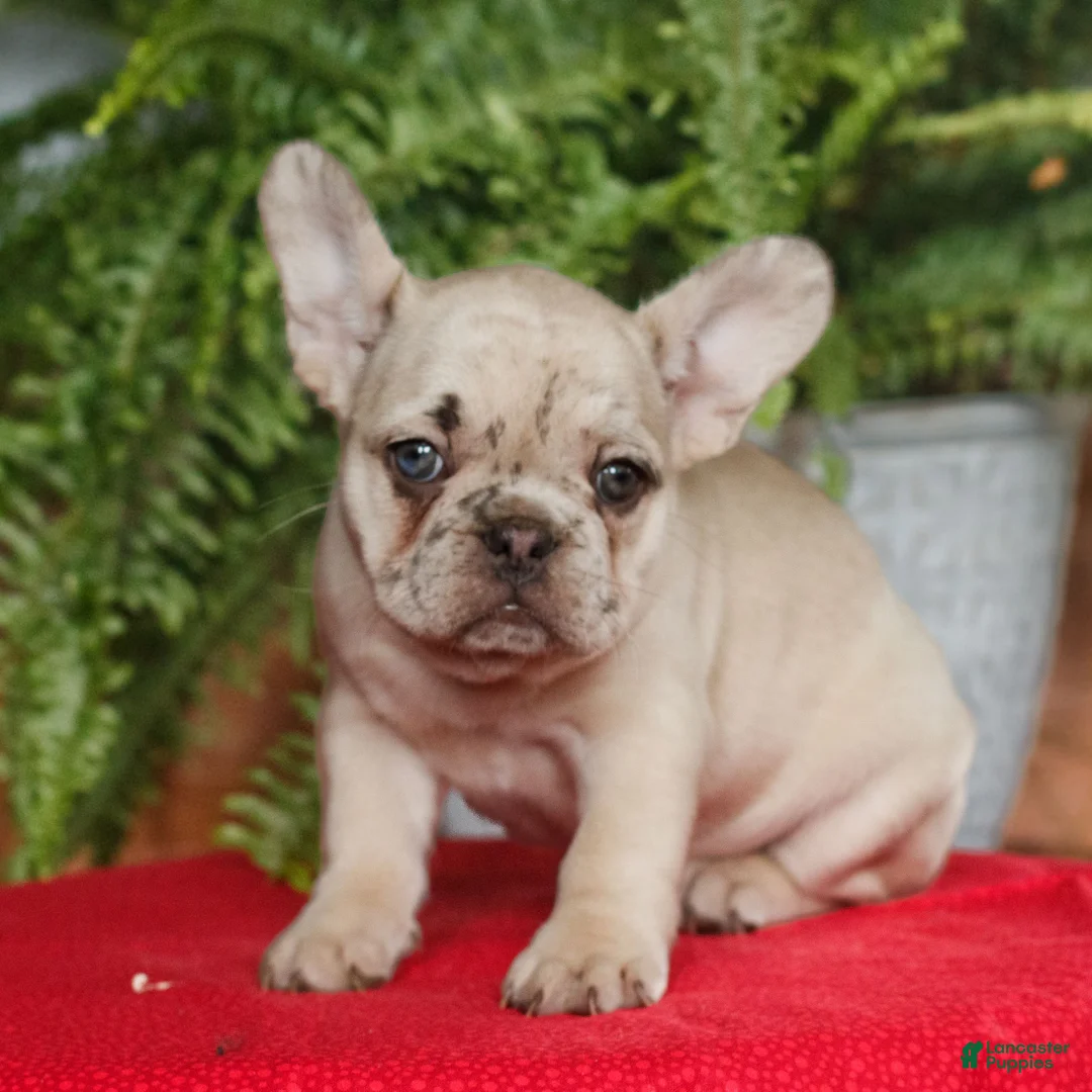French Bulldog dogs for sale: Maddie  - Ad 2