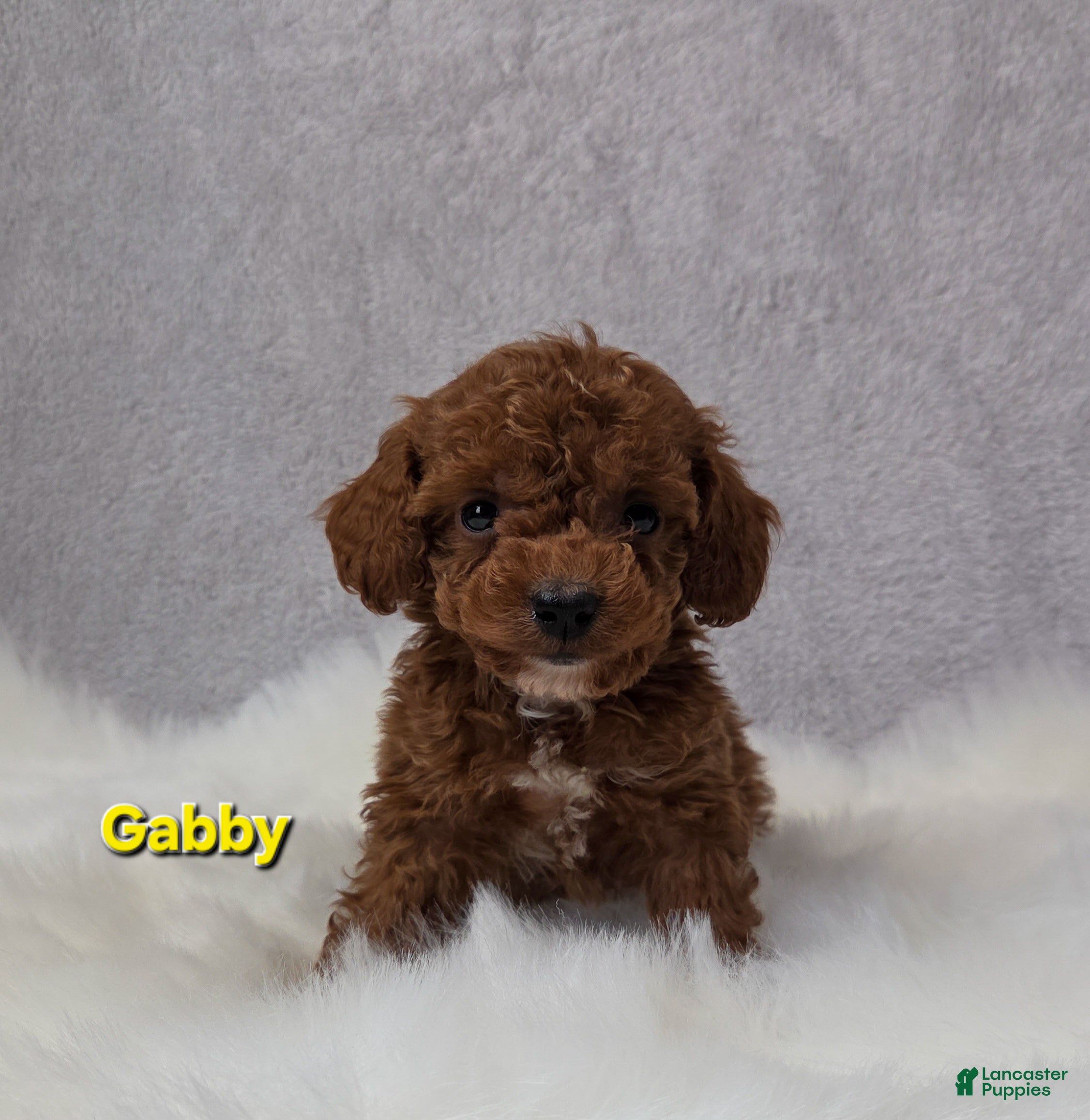 Miniature Poodle dogs Gabby - Ad 5