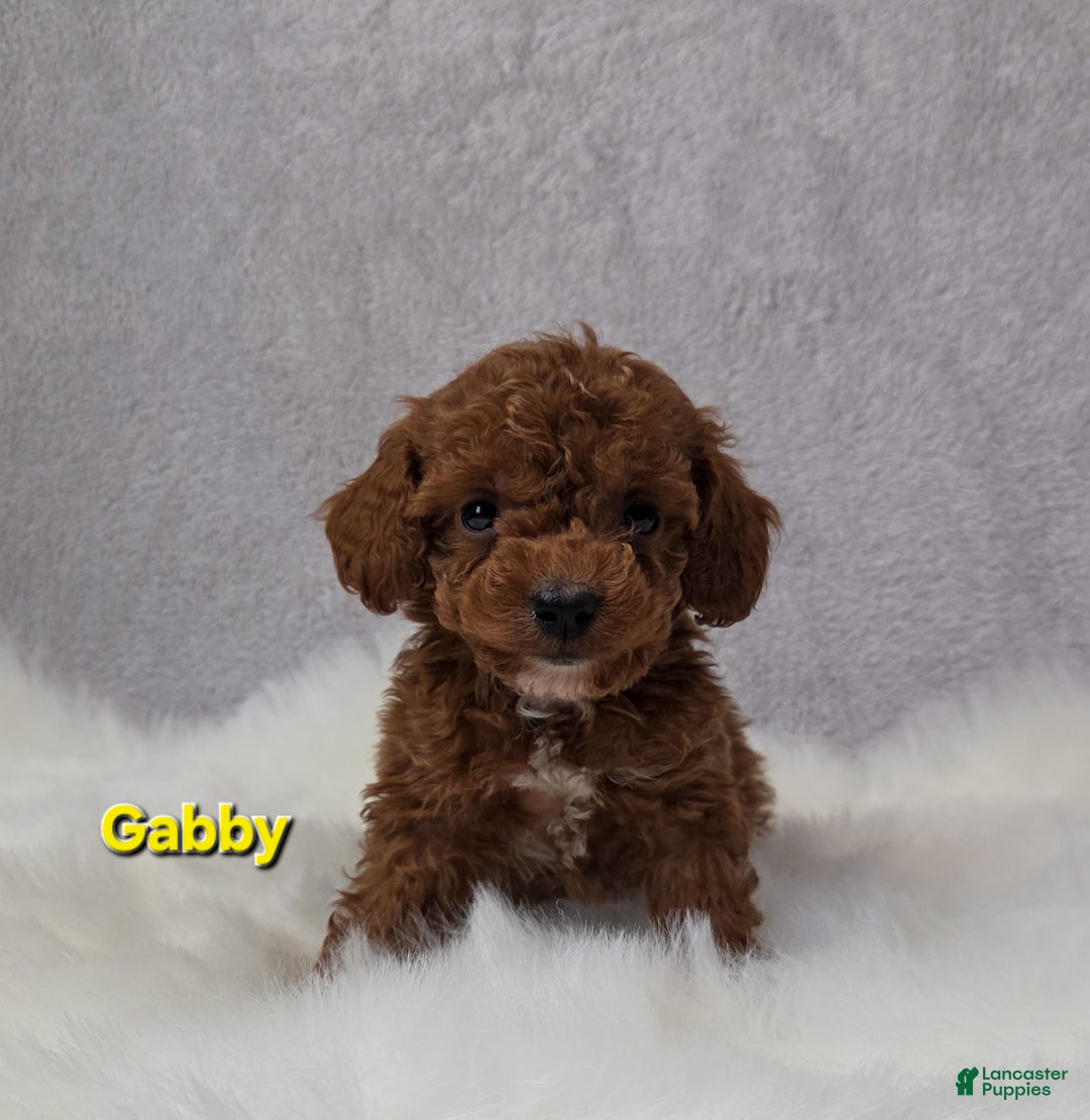 Miniature Poodle dogs for sale: Gabby - Ad 1