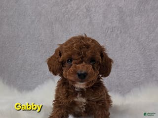 Miniature Poodle dogs for sale: Gabby - Ad 2