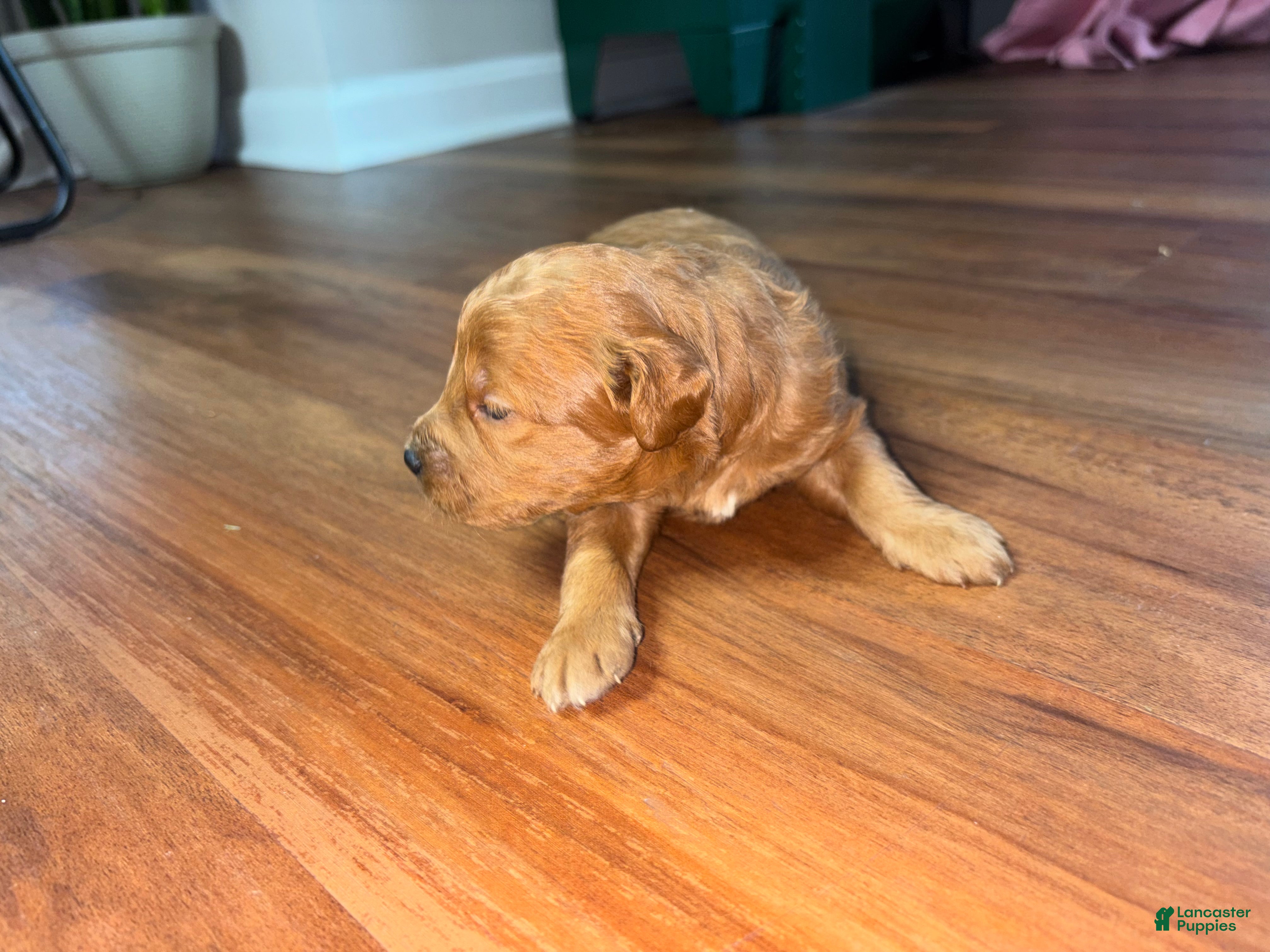 Mini Goldendoodle dogs Ruby  - Ad 2