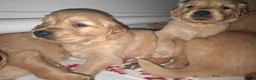 Golden Retriever dogs for sale: Golden Retriever 1 - Ad 7