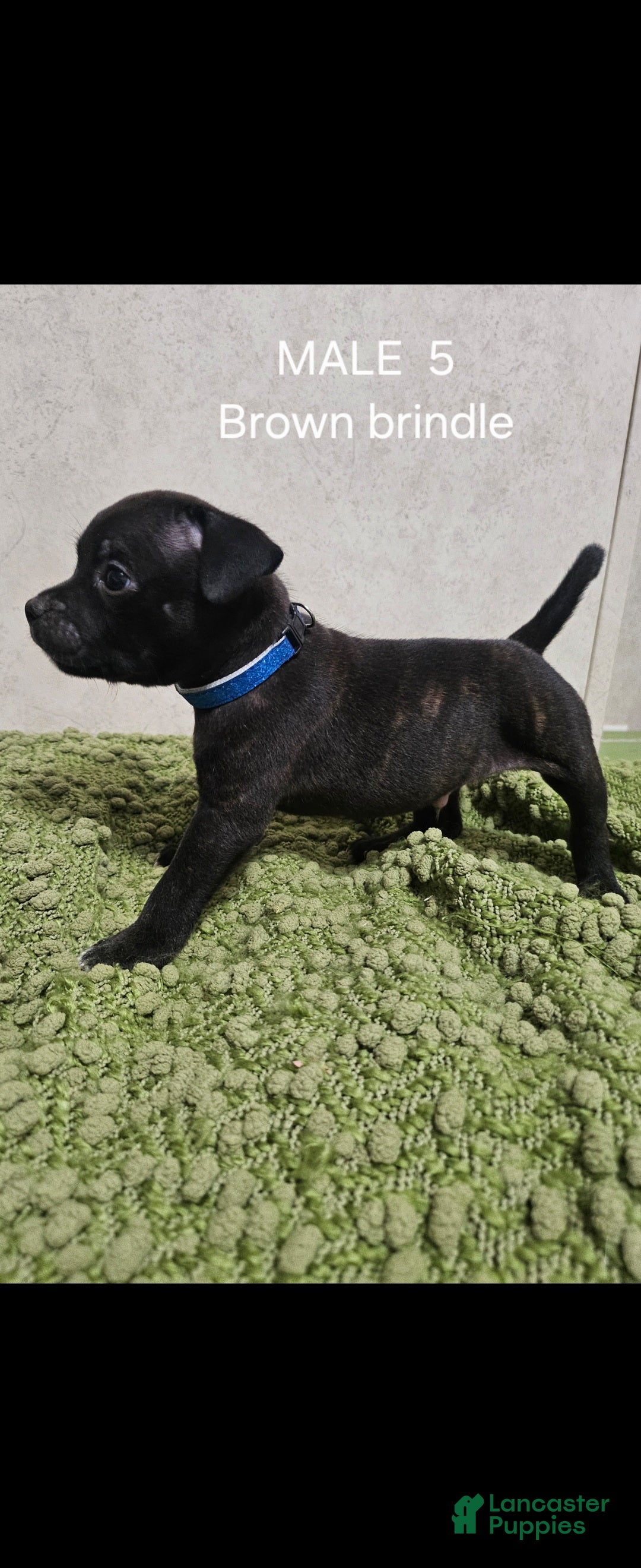 Staffordshire Bull Terrier dogs Staffordshire Bull Terrier 1 - Ad 3