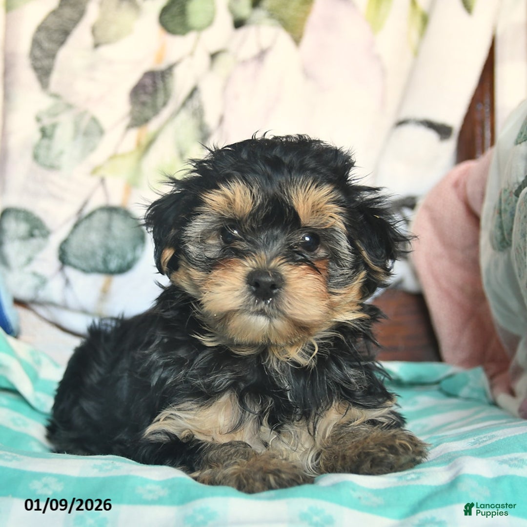 Morkie dogs for sale: Mason  - Ad 5