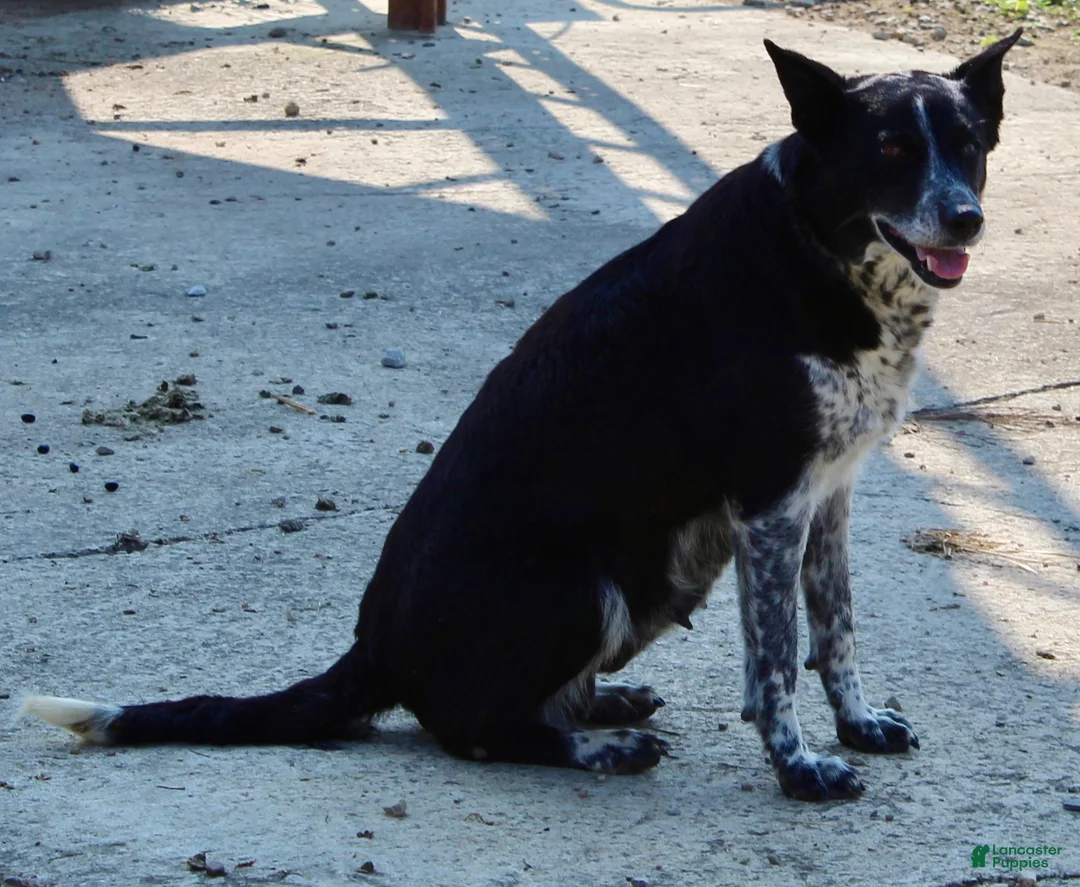 Mixed Breed dogs for sale: Bruno - Ad 6